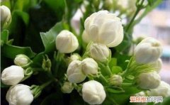 茉莉花的气味是什么