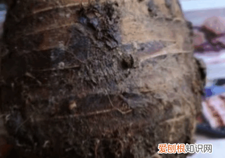 荔浦芋头怎么吃，广西荔浦芋头怎么吃