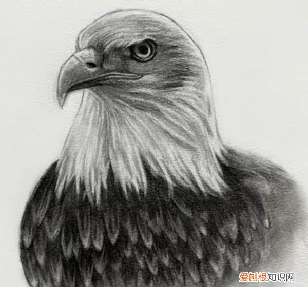 鹰怎么画，老鹰怎么画霸气