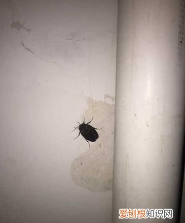 房间有蟑螂的原因，为什么干燥的房间里还是会有蟑螂