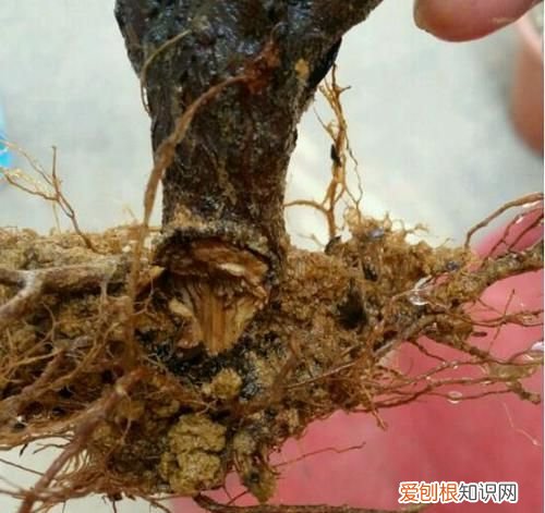 杜鹃根怎么处理，杜鹃根不煮怎么处理