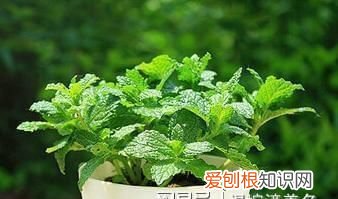 经常闻薄荷味有危害吗,喜欢闻薄荷油的味道是怎么回事
