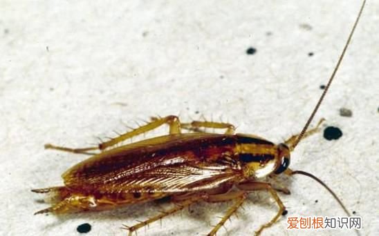 房间有蟑螂的原因是什么