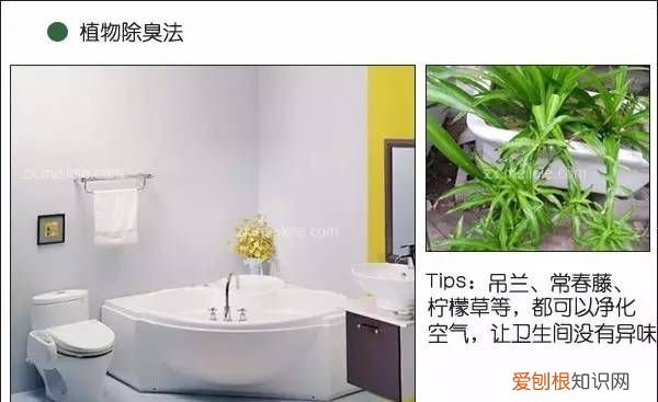 厕所除味放什么东西,卫生间有霉味用什么办法清除比较好