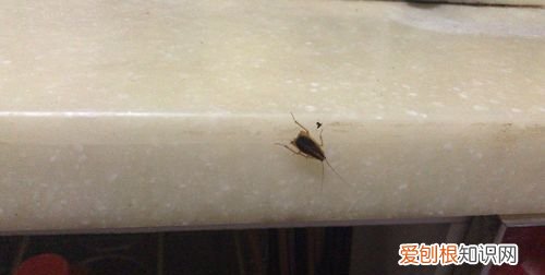 家里为什么会出现蟑螂，为什么家中突然成群的出现蟑螂