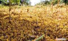 蝗灾是怎么形成的，蝗灾是如何形成的