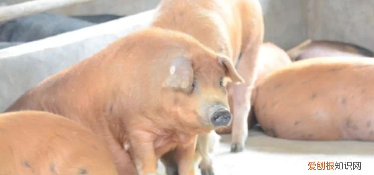 猪是用什么来辨别味道的，猪是用什么器官来辨味的