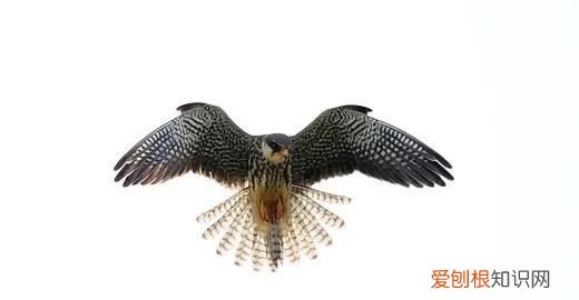 隼怎么读，隼字怎么读