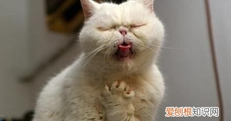 猫疱疹病毒怎么治，猫疱疹病毒是什么引起的