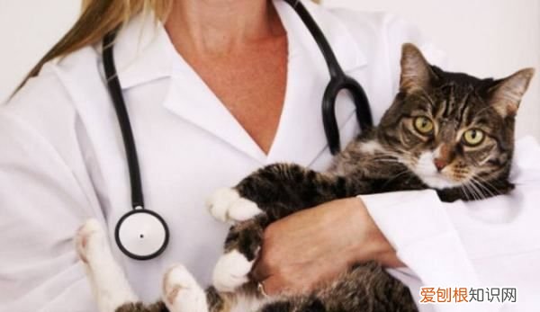 猫疱疹病毒怎么治，猫疱疹病毒是什么引起的