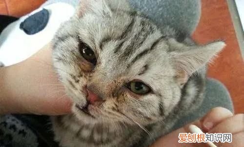 猫疱疹病毒怎么治，猫疱疹病毒是什么引起的
