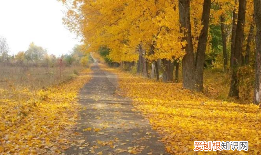 秋天的童趣有哪些,秋天的童趣还是什么