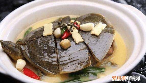 鳖的做法及吃法,鳖怎么做汤好吃的视频