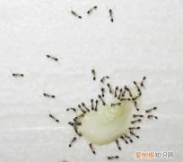家里很多蚂蚁怎么解决