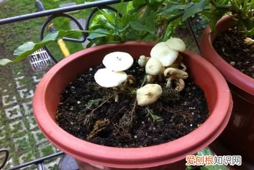 家里长蘑菇要怎么处理,家里墙上长蘑菇有什么寓意