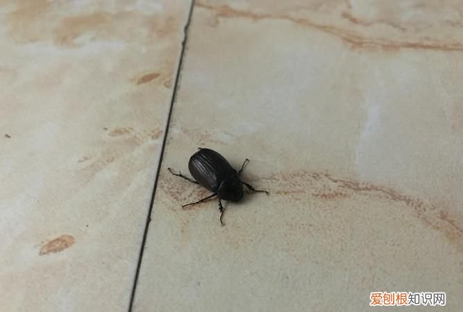 家里有盖盖虫怎么消除