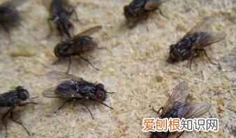 苍蝇通过什么分辨气味，苍蝇喜欢什么样的颜色和什么样的气味