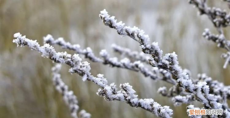 诗霜的寓意，吴姓女孩名字大全有内涵的名字有哪些