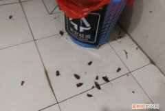 厨房有蟑螂是从哪里出来的，住高层厨房的蟑螂从哪儿进来的