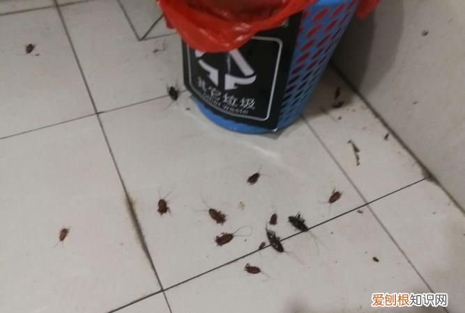 厨房有蟑螂是从哪里出来的,住高层厨房的蟑螂从哪儿进来的