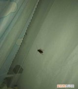 很多小蟑螂怎么解决，家里有很多小蟑螂怎么办