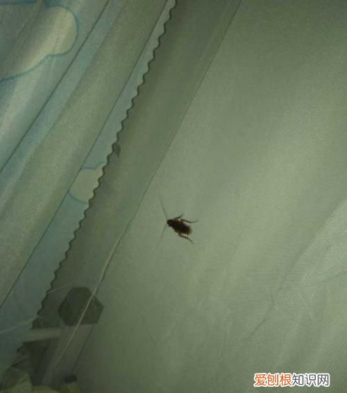 很多小蟑螂怎么解决，家里有很多小蟑螂怎么办