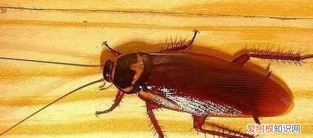 家里有蟑螂怎么处理