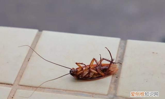 家里有蟑螂怎么处理