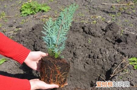 如柏的寓意，姓曾的女生取什么名字好听