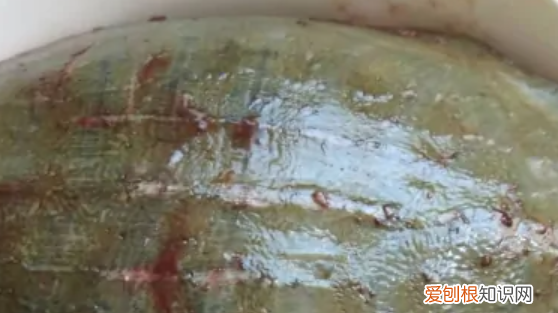 家常红烧甲鱼怎么做,红烧甲鱼的家常做法简单