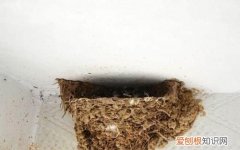 家里的燕子窝能拆掉吗