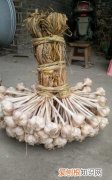 大蒜辨怎么扎，大蒜出小辫怎么防治