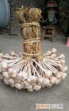 大蒜辨怎么扎，大蒜出小辫怎么防治