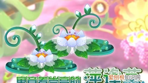 婌萍的寓意