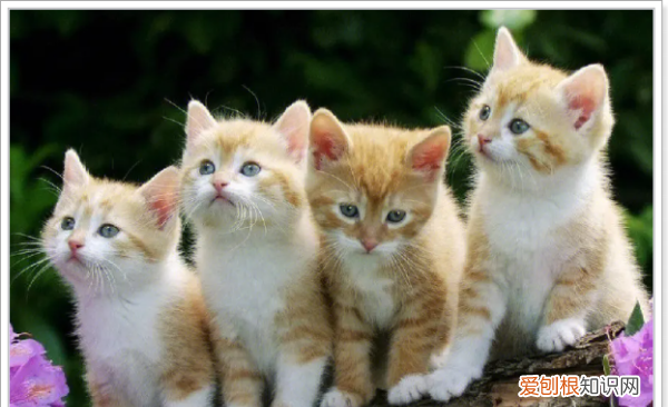 猫睡脚边代表什么，猫在床上睡脚边代表什么