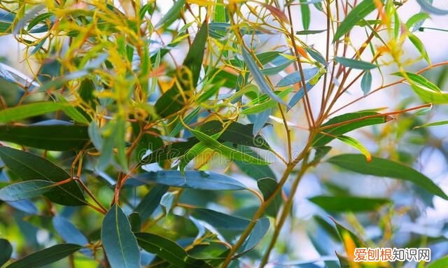 种植桉树有哪些危害