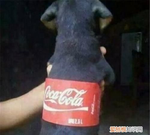 阔乐是什么
