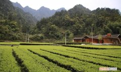 绿茶发源地