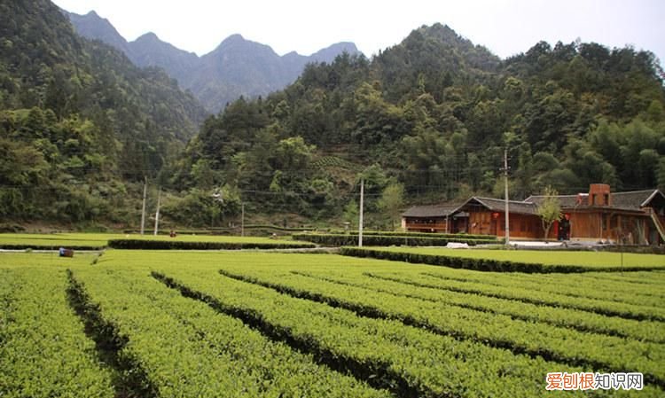 绿茶发源地