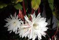 开白色花的植物有哪些，秋天白色的花有哪些图片