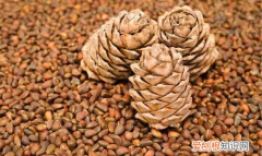 松子长什么样，松子是怎么来的