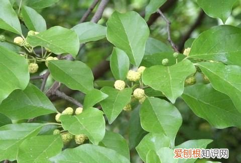 柘怎么读，李柘远怎么念