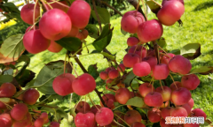 贴梗海棠果实可以吃，海棠树上的果子能吃吗