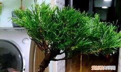 柏树可以在家里养，家里种柏树好不好