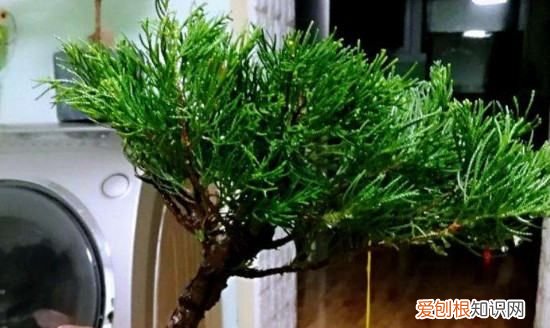 柏树可以在家里养,家里种柏树好不好