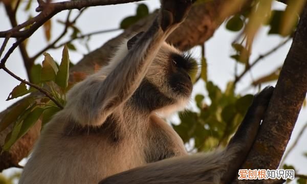 最游记悟空和哪吒重逢，孙悟空跟哪吒是什么关系