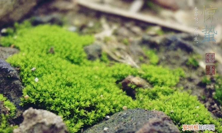 青苔是生物吗，青苔干枯一年后还能复活