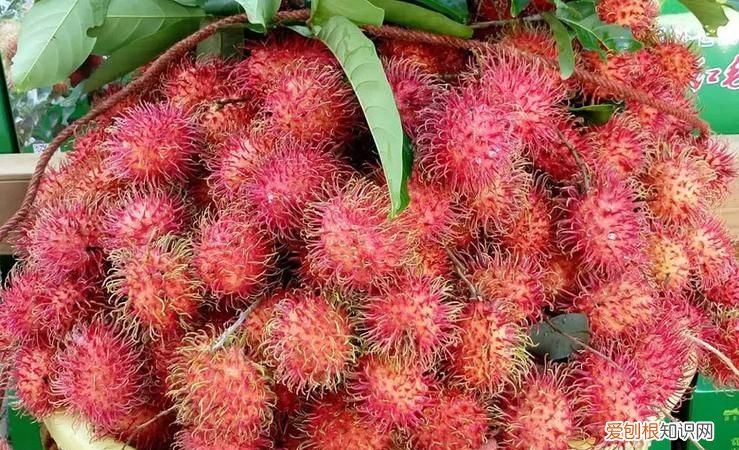 红毛丹是荔枝吗,水果红毛丹太酸了是不是坏了