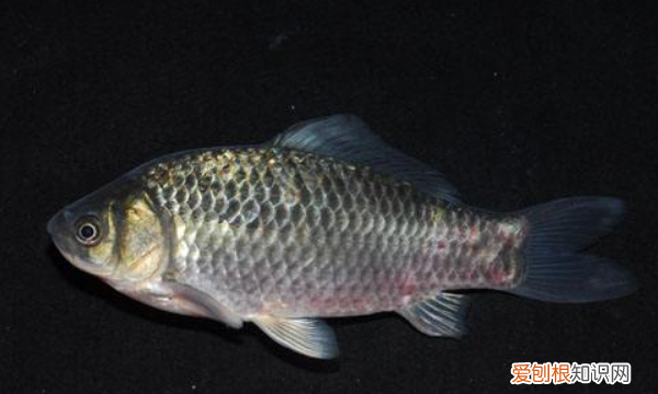 野钓肥水怎么钓鲫鱼,肥水钓鲫鱼用什么饵料最好