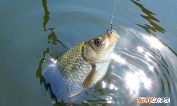 滑漂钓鲫鱼用多大的漂,吃铅5克的漂能滑漂钓鲫鱼吗